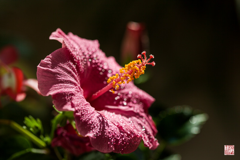IMG_8354.jpg