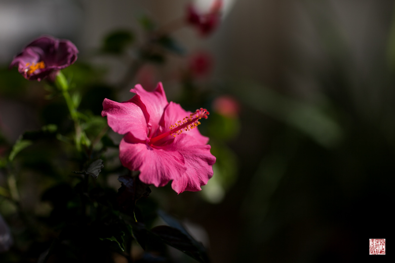IMG_8361.jpg