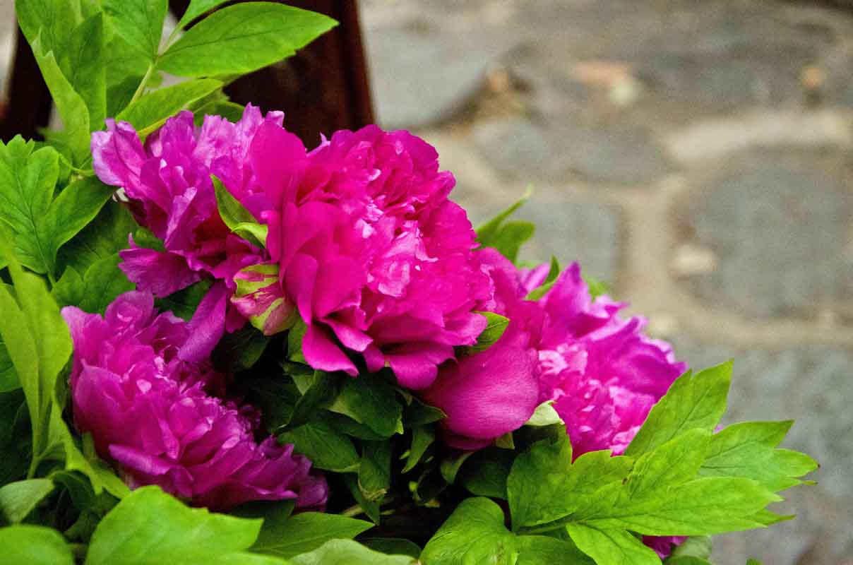 DSC_8118_ͼ.jpg