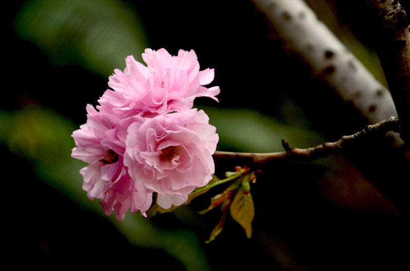 DSC_8213_ͼ.jpg