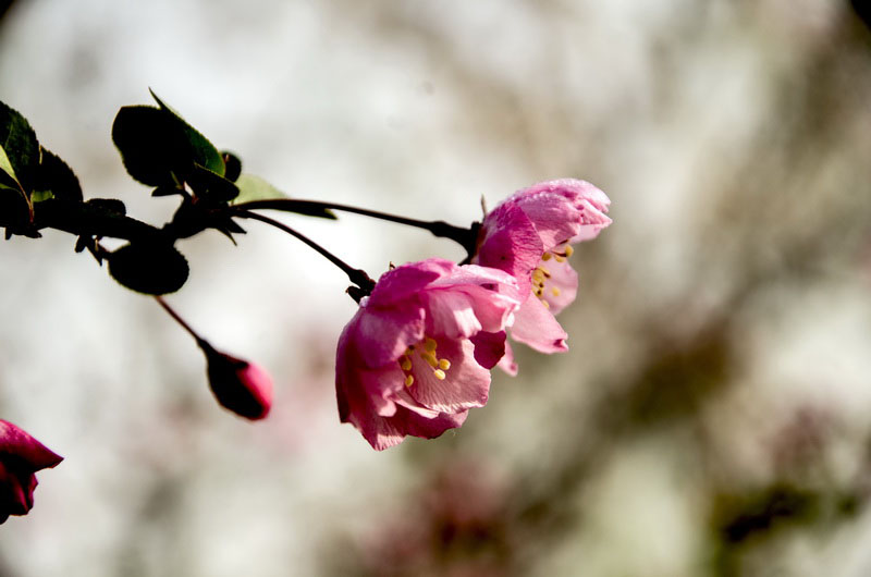 DSC_0703_С.jpg