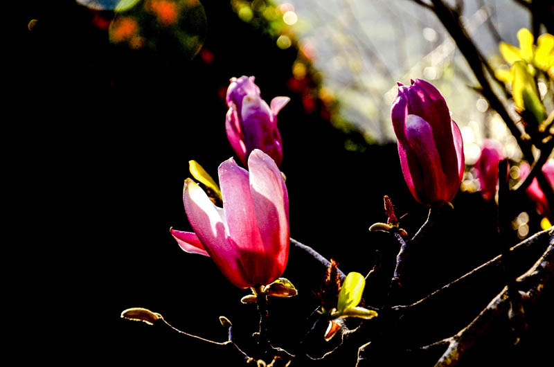 DSC_9290_С.JPG