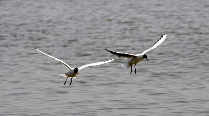 DSC_1691_С.JPG