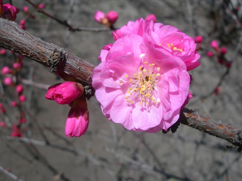 DSCN2606-3.jpg