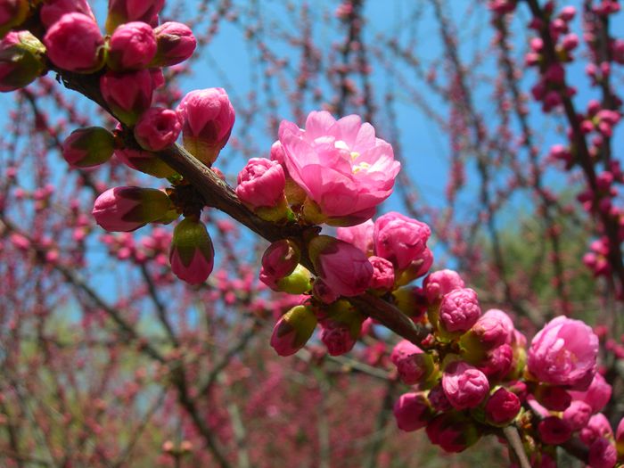 DSCN2605-3.jpg