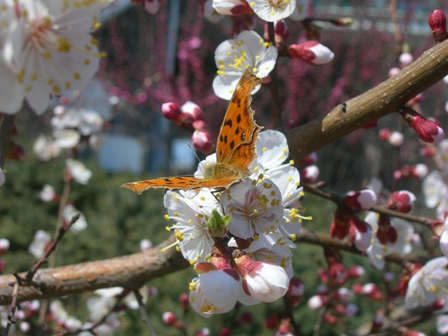 1-DSCN2663-3.jpg