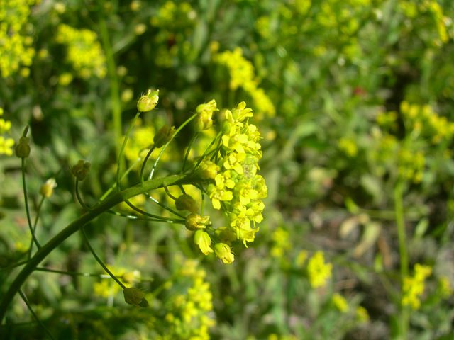 DSCN2696-3.jpg