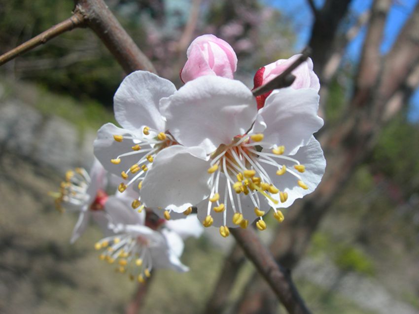 DSCN2676-3.jpg