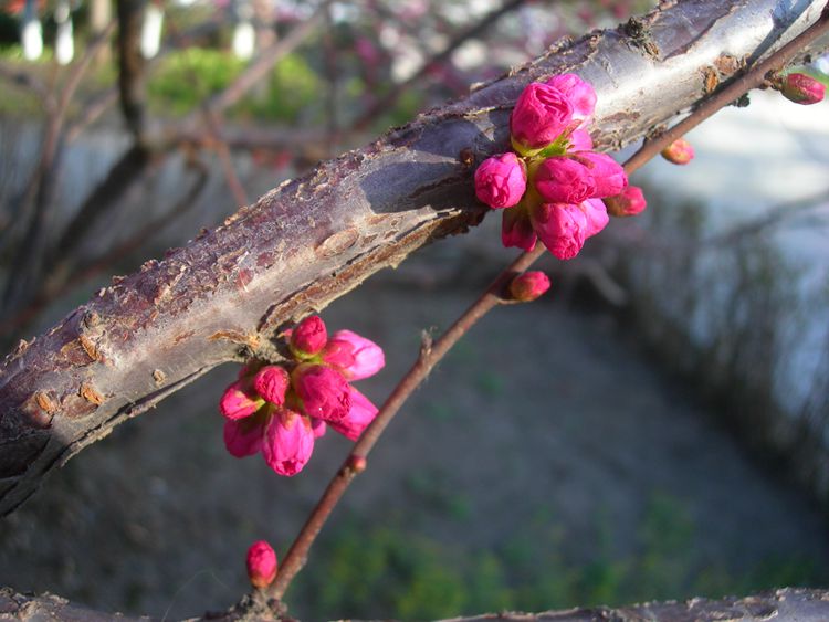 DSCN2787-3.jpg