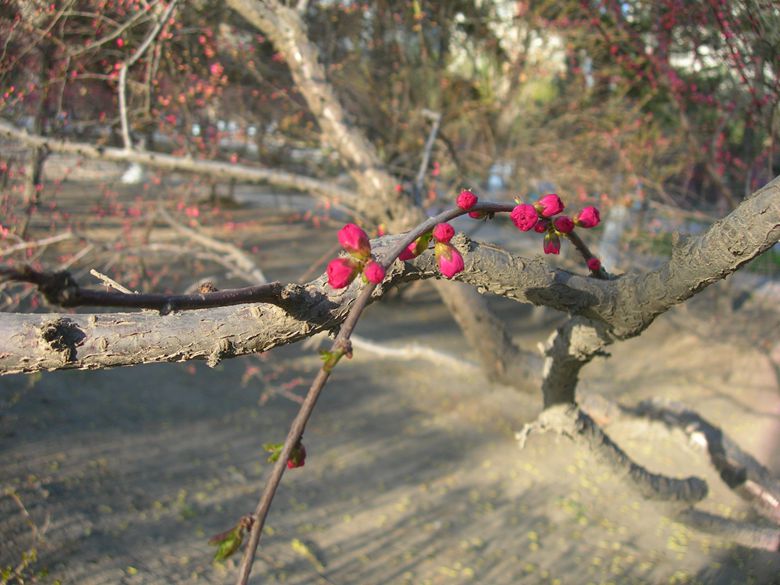 DSCN2800-3.jpg