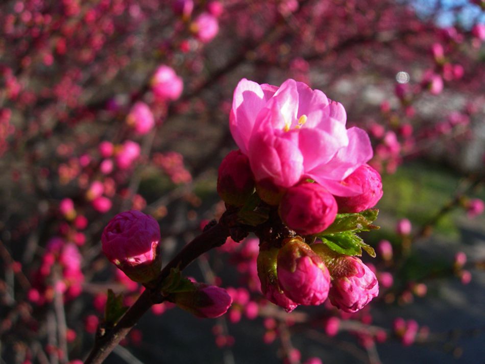 1-DSCN2730-3.jpg