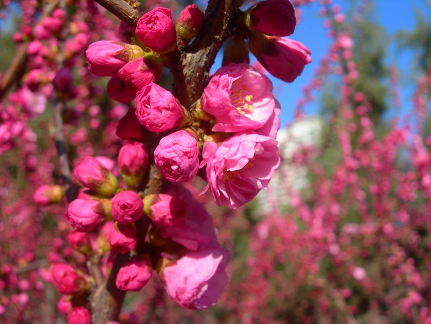 DSCN2720-3.jpg