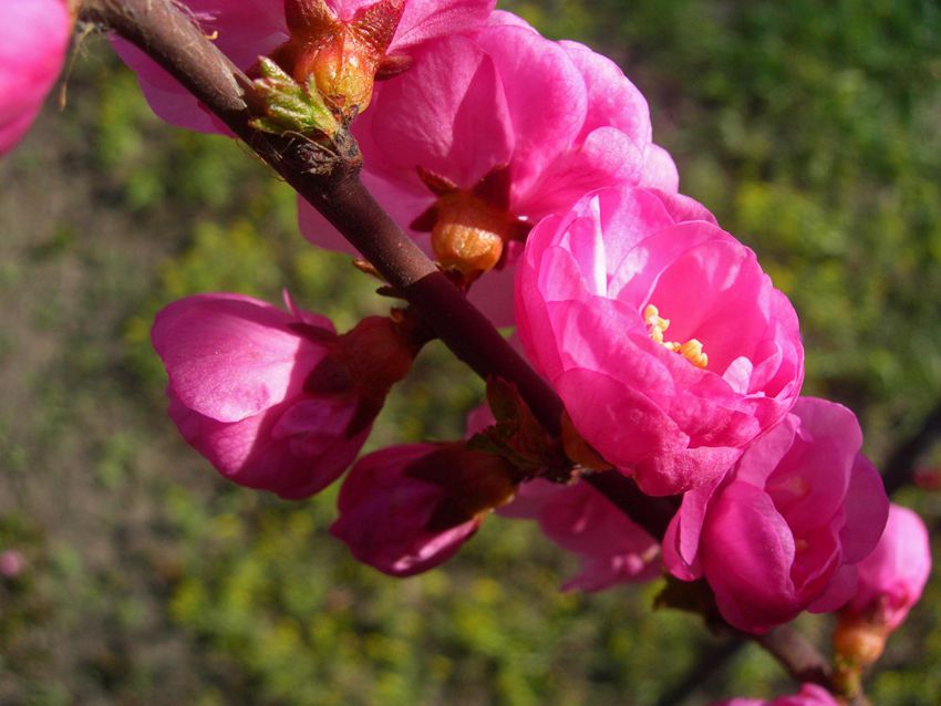 DSCN2739-3.jpg