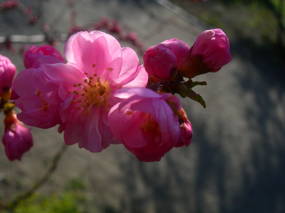 DSCN2741-3.jpg