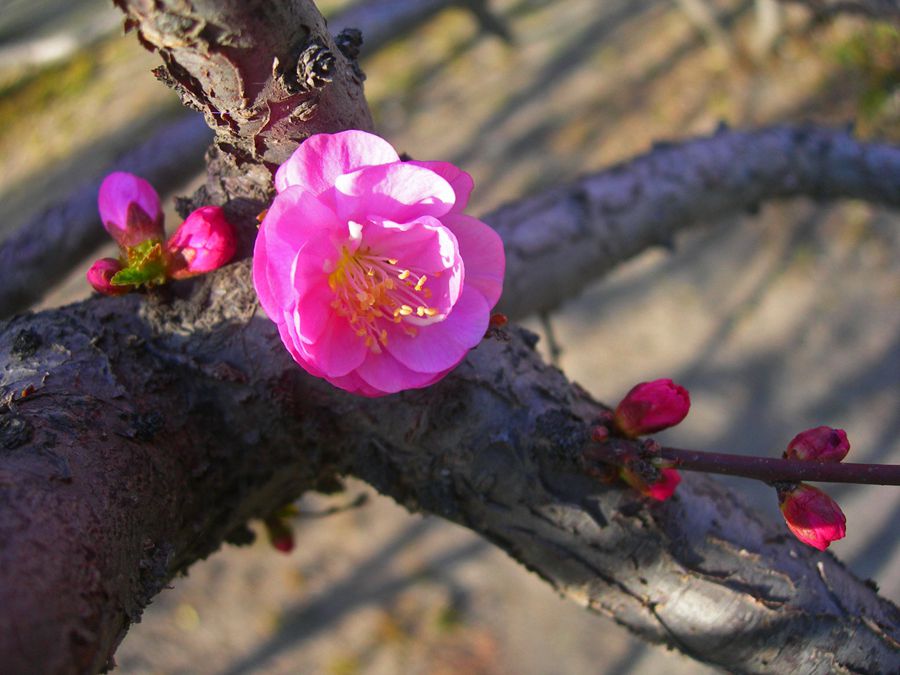 DSCN2757-3.jpg