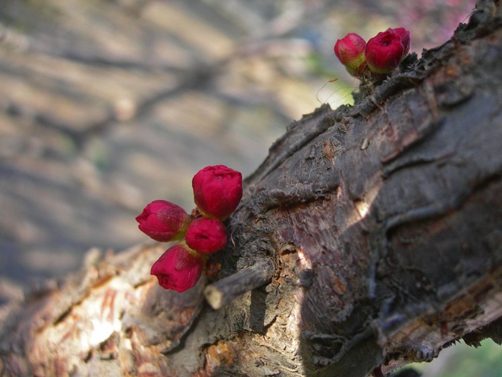 DSCN2762-3.jpg
