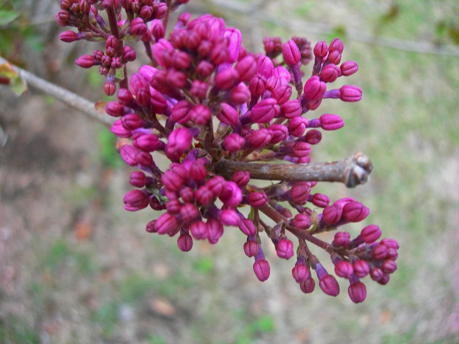 DSCN2820-3.jpg