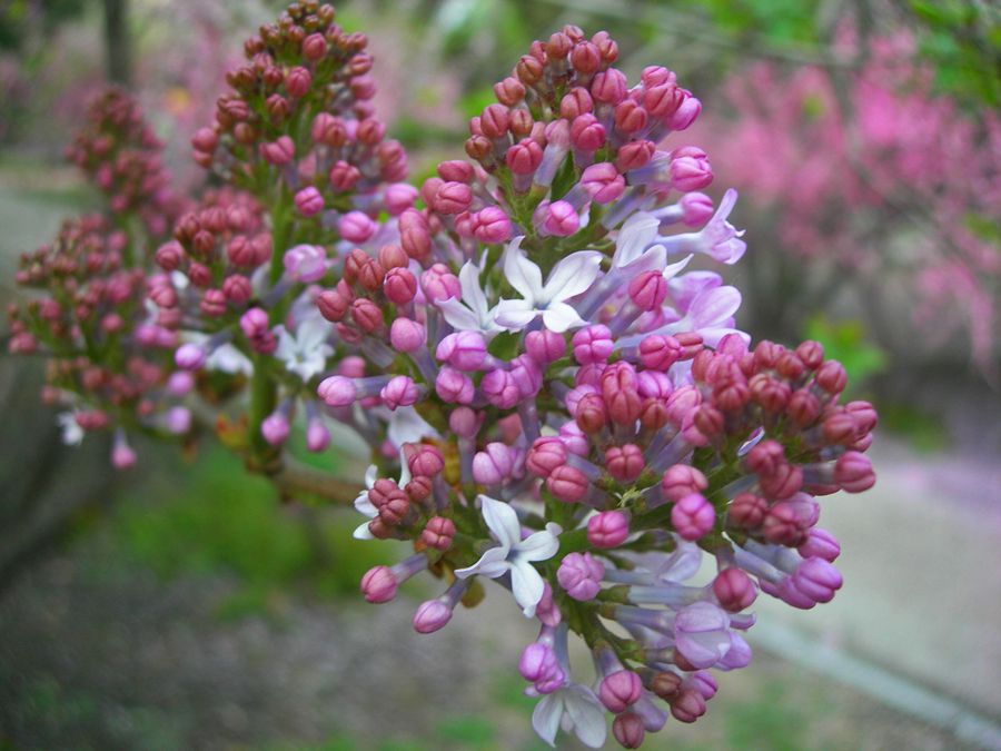 DSCN2941-3.jpg