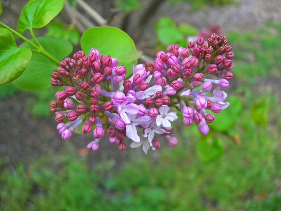 DSCN2943-3.jpg