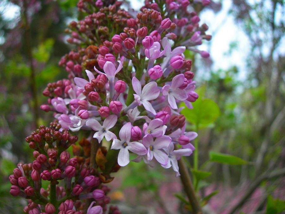 DSCN2945-3.jpg