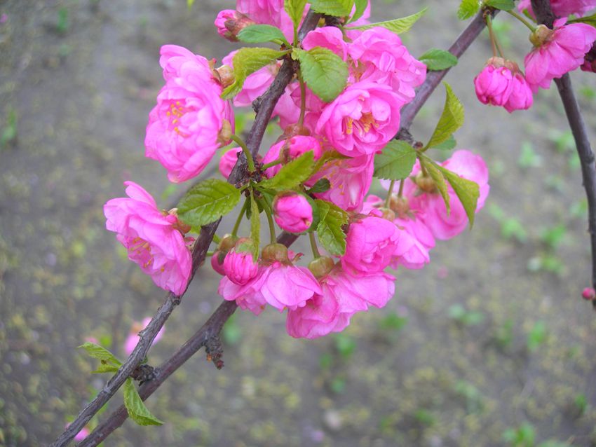 1-DSCN2938-3.jpg