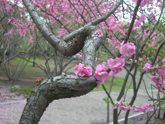 DSCN2905-3.jpg