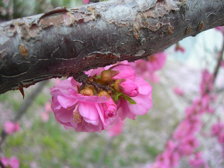 DSCN2925-3.jpg