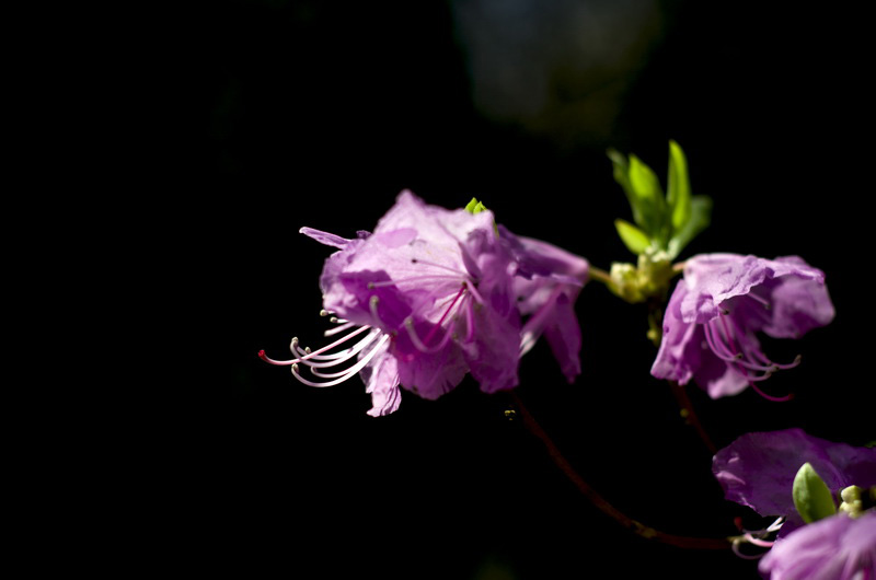 DSC_3424_С.jpg