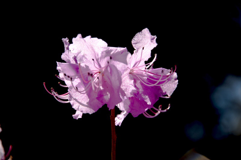 DSC_3440_С.jpg