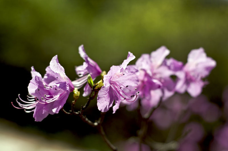 DSC_3430_С.jpg