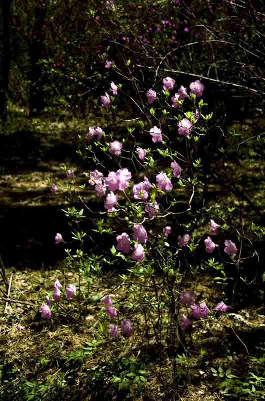 DSC_3448_С.jpg