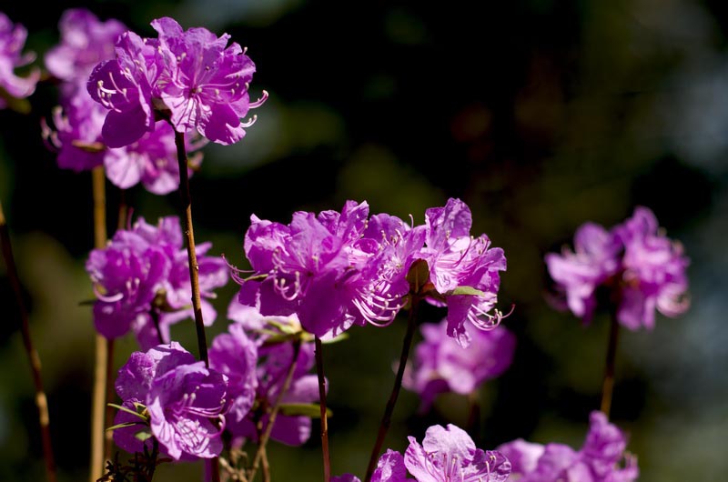 DSC_3423_С.jpg