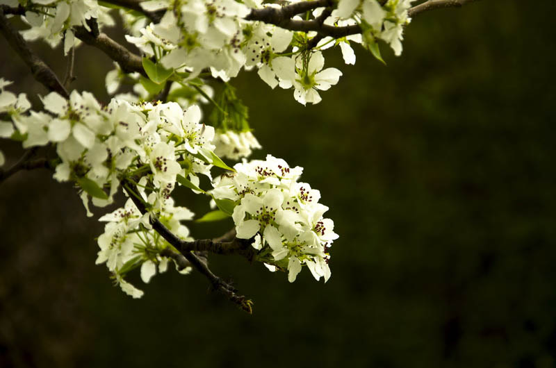 DSC_3520_ͼ_С.jpg