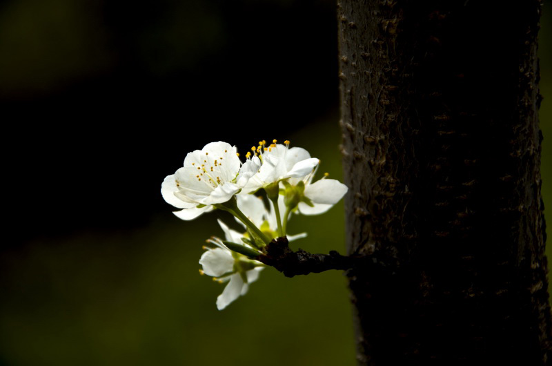 DSC_3555_ͼ_С.jpg
