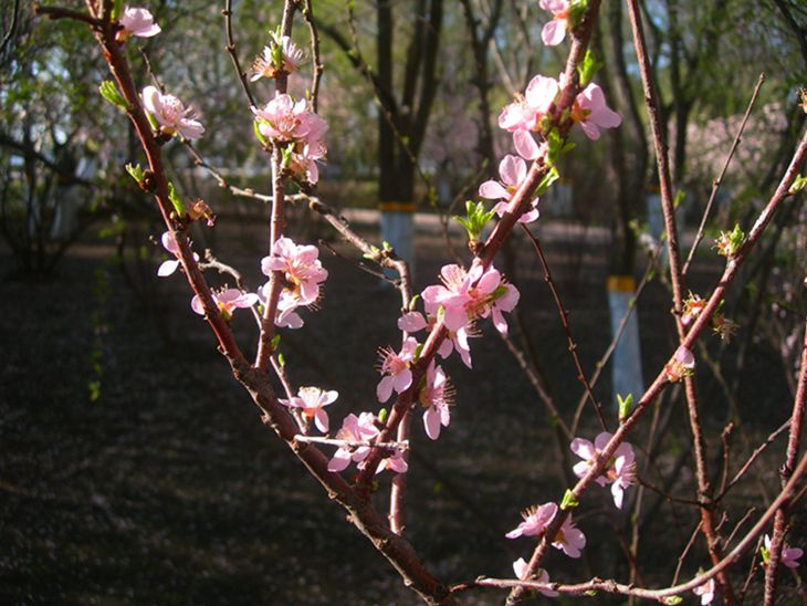 DSCN2965-3.jpg