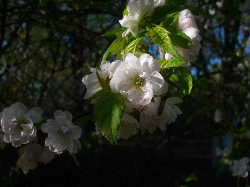 DSCN2971-3.jpg