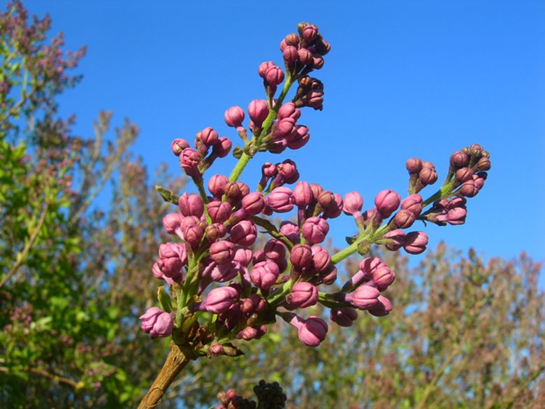 DSCN2986-3.jpg