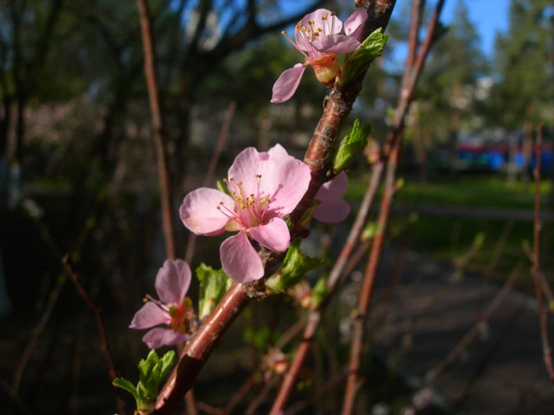 DSCN2964-3.jpg