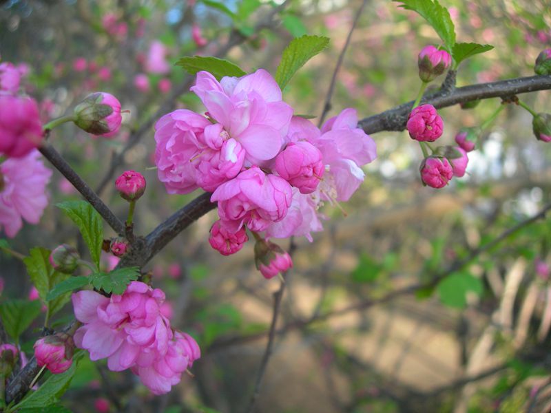 DSCN2993-3.jpg
