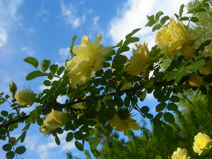 DSCN3921-3.jpg