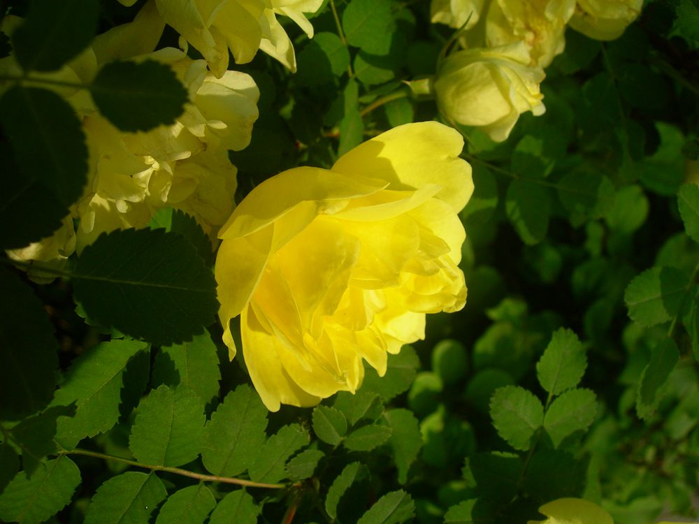 DSCN3928-3.jpg