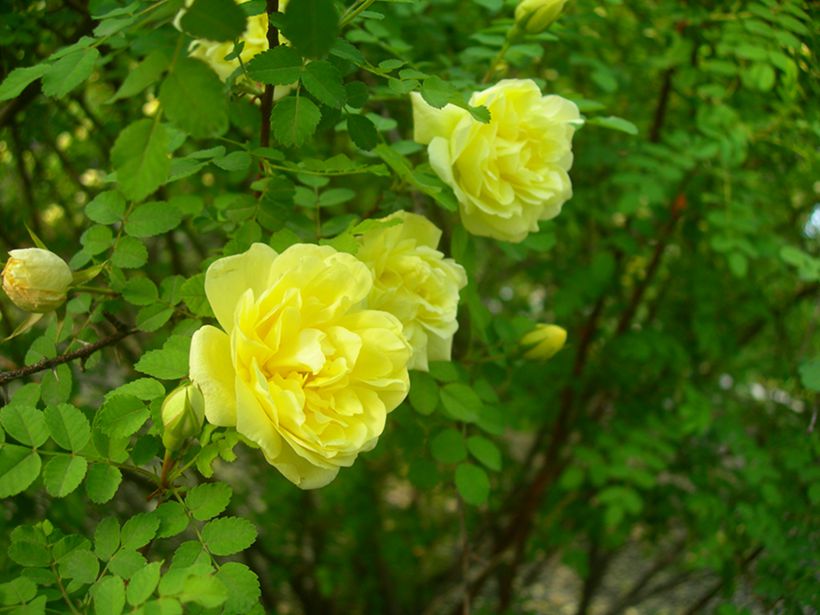 DSCN3934-3.jpg