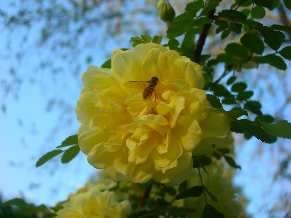 DSCN3974-3.jpg