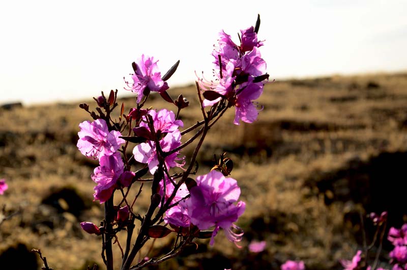 DSC_2291_ͼ.jpg