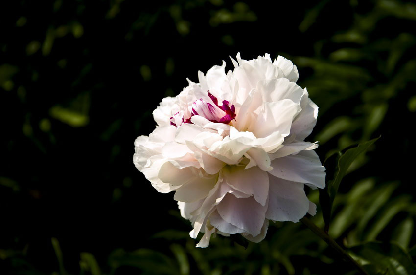 DSC_4924_ͼ_С.jpg