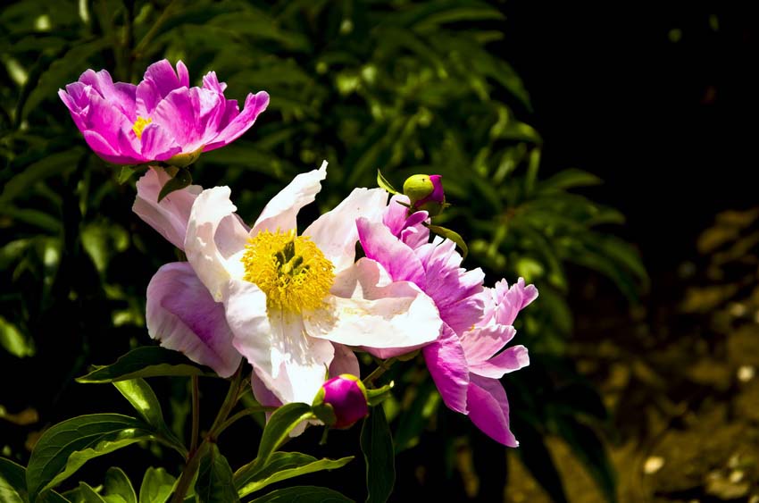 DSC_4964_ͼ_С.jpg