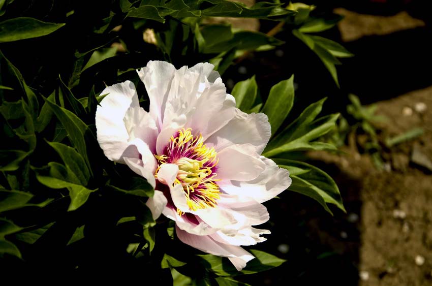 DSC_4976_ͼ_С.jpg