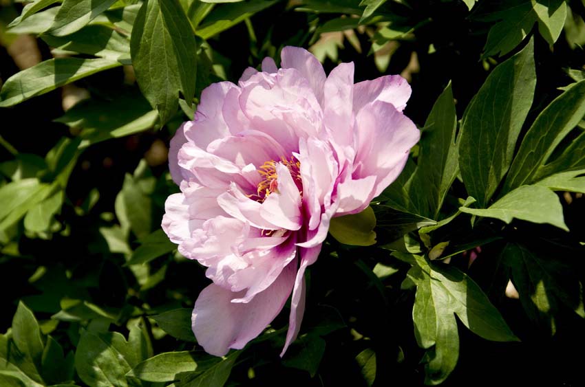 DSC_4978_ͼ_С.jpg