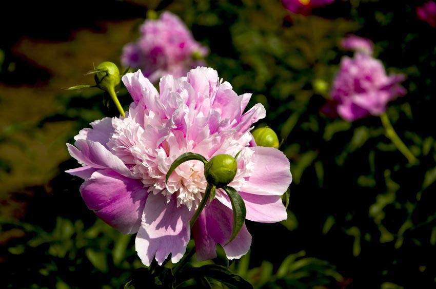 DSC_4939_ͼ_С.jpg
