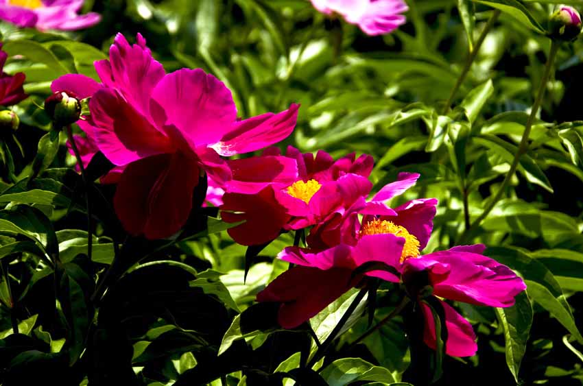 DSC_5013_ͼ_С.jpg